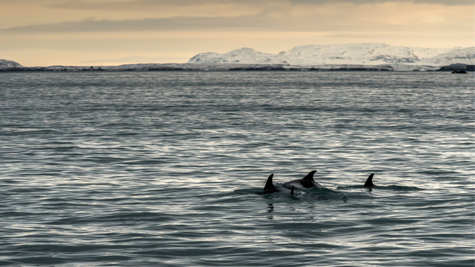 Pod of dolphins off the coast of Iceland with snowy peaks in the background