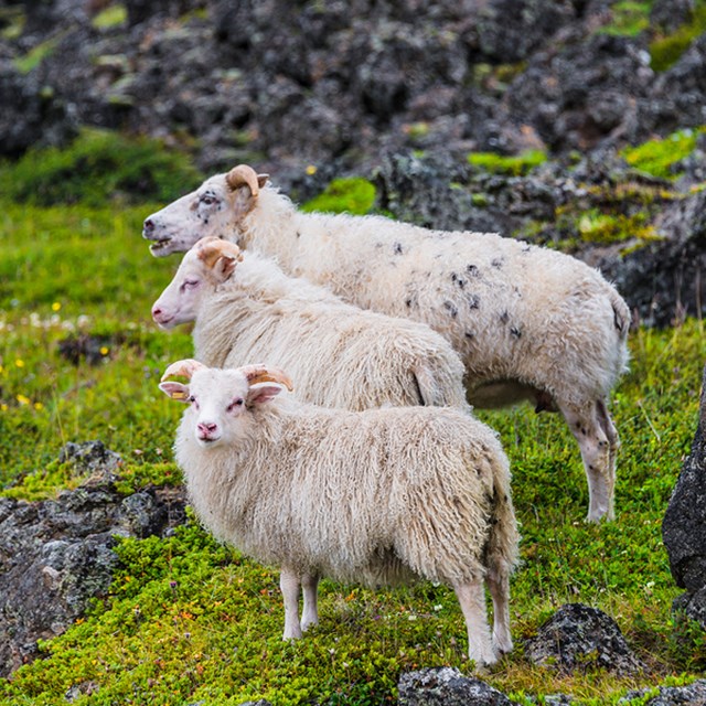 A History of Iceland's Farm Animals