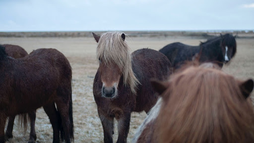  Small herd of Icelandic horses
