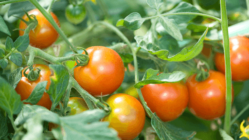 Red tomatoes growing on a vine