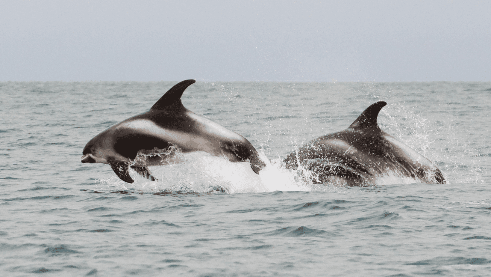 Two white-beaked dolphins leaping out of the water