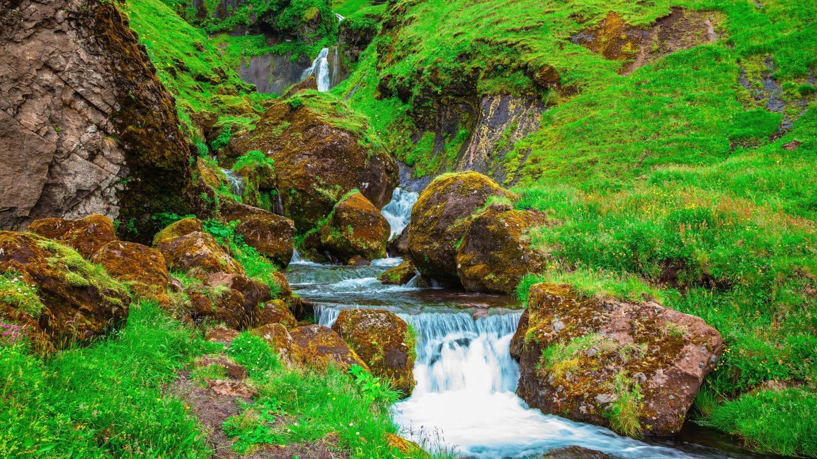 Iceland nature in July.