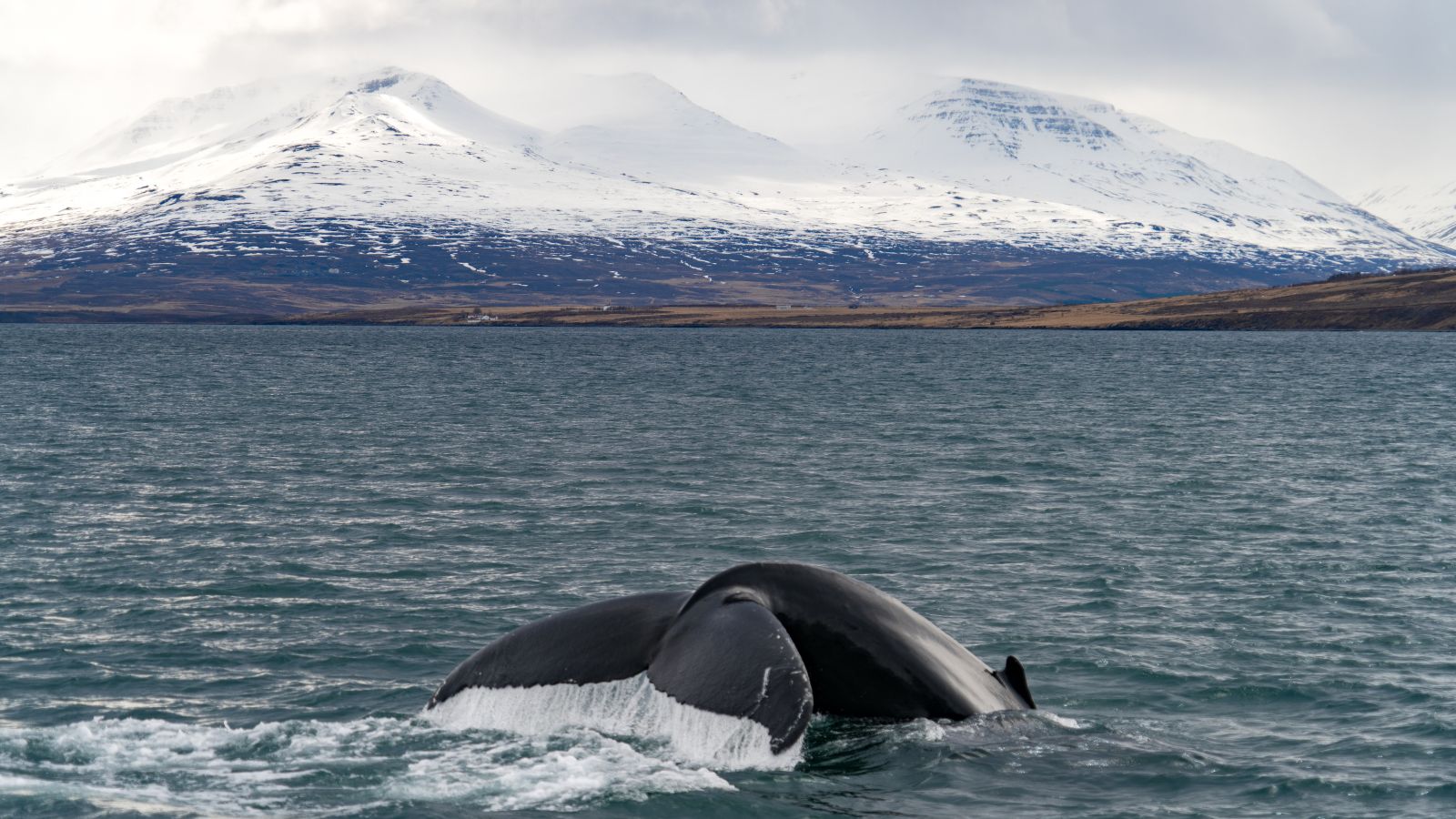 A whale seen on a whale-watching tour from Akureyri. 