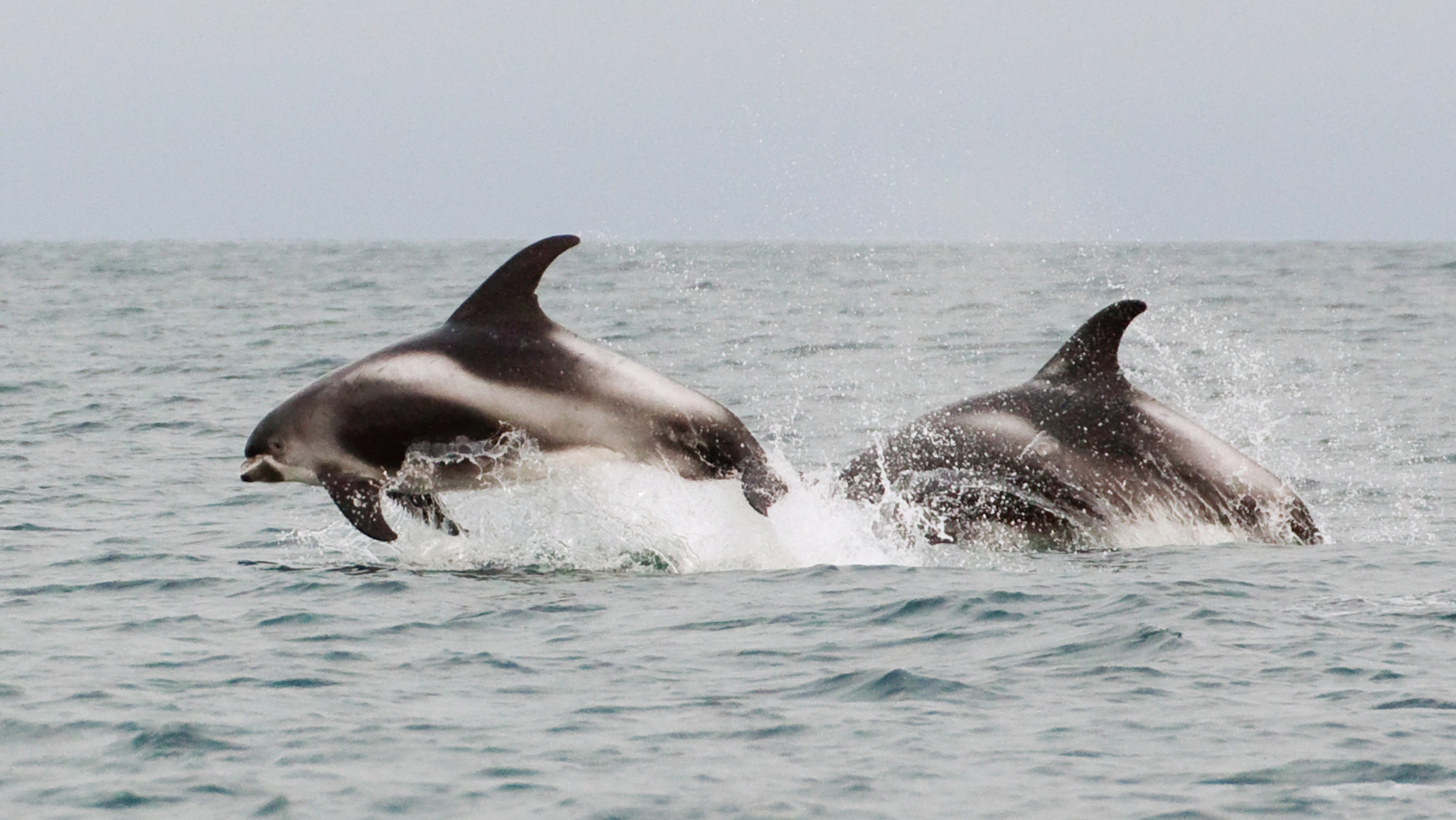 Two white-beaked dolphins leaping out of the water