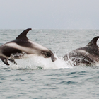 Two white-beaked dolphins leaping out of the water 