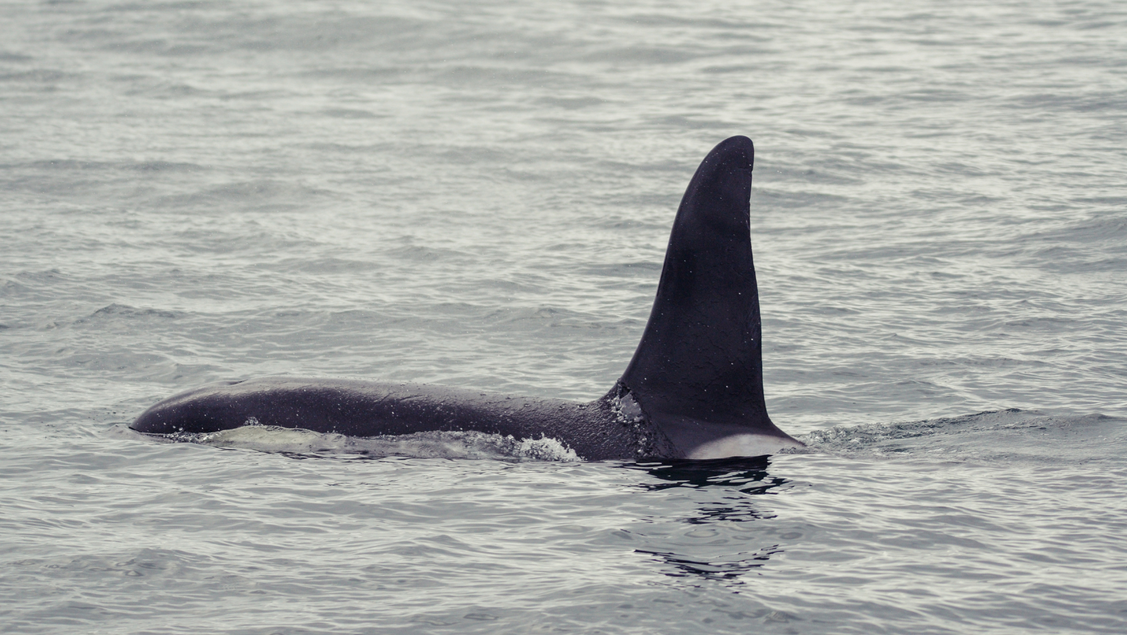 Dorsal fin of an Orca in the water off of Iceland