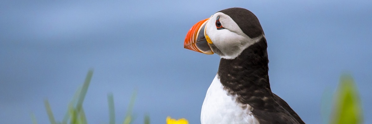 Puffin against a blue sky in Iceland
