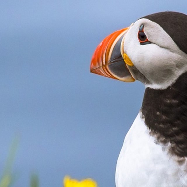 Where to Find Puffins in Iceland