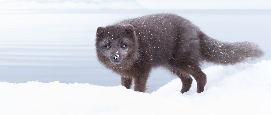Arctic fox in the snow in Iceland