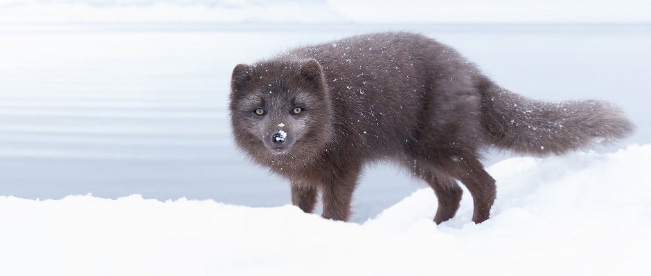Where to Watch Wildlife In Iceland Where to Watch Wildlife In Iceland