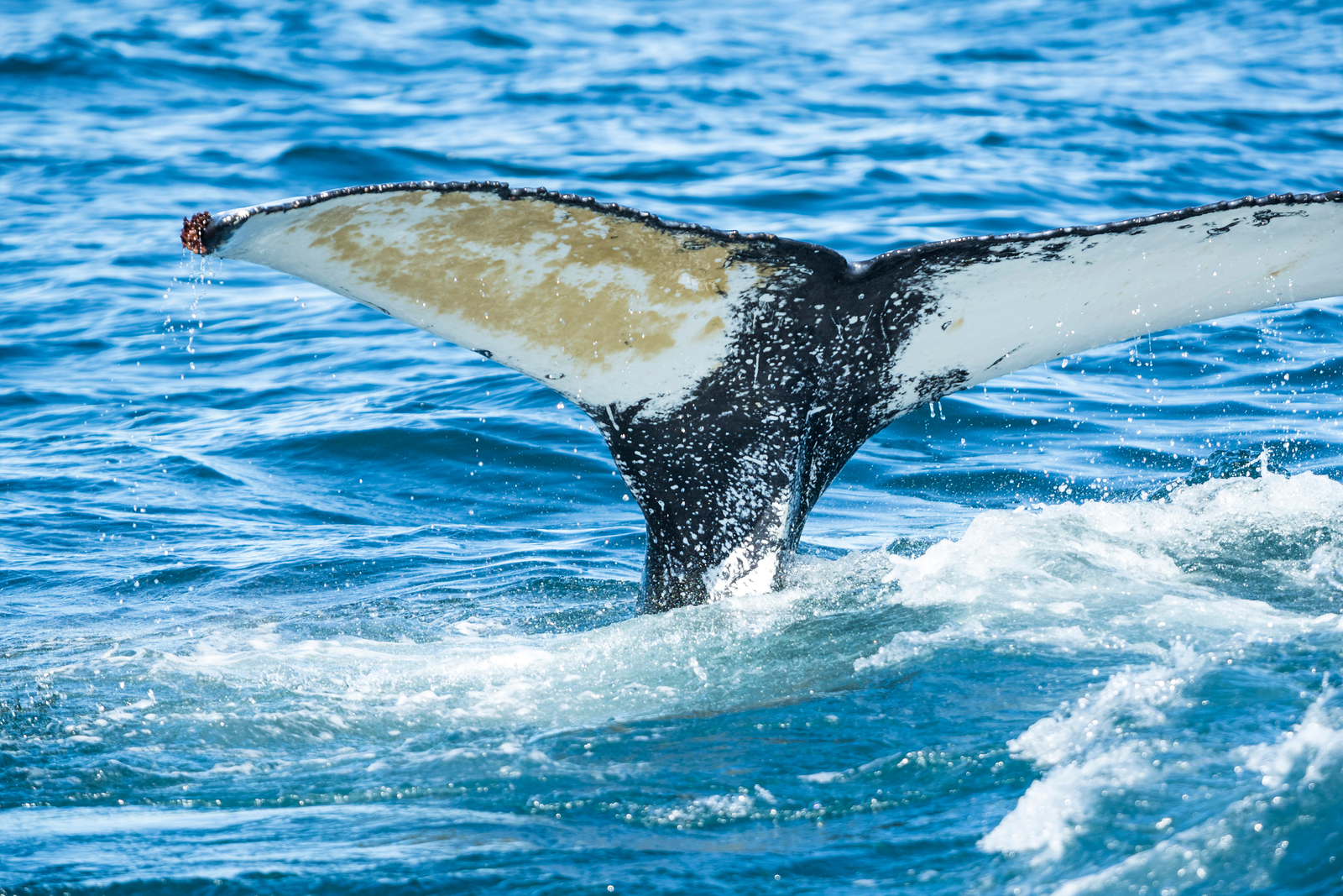 whale tail iceland