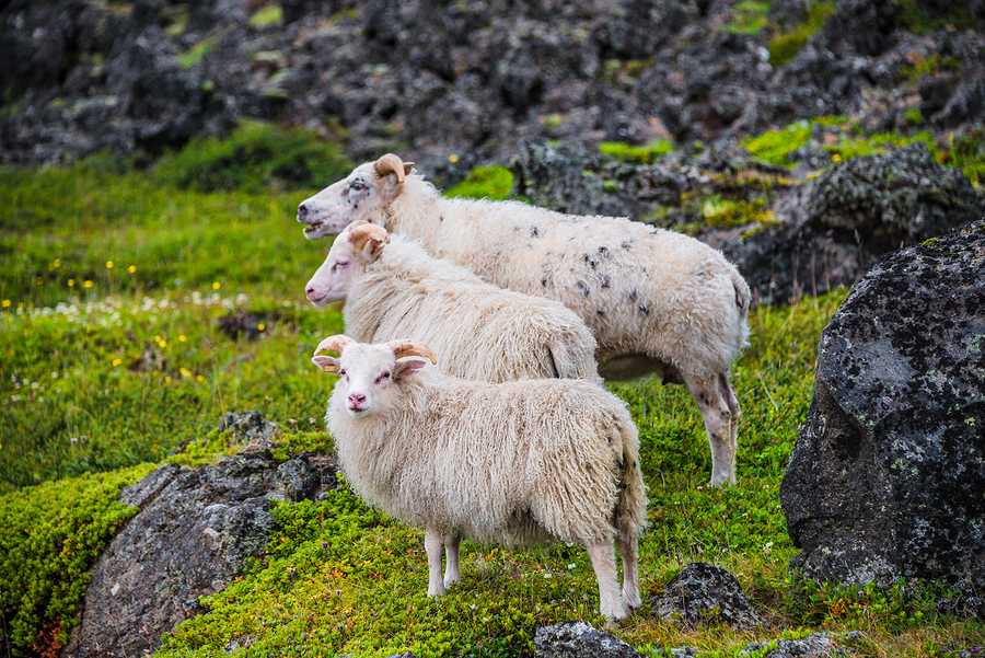 Sheep on hill in Iceland