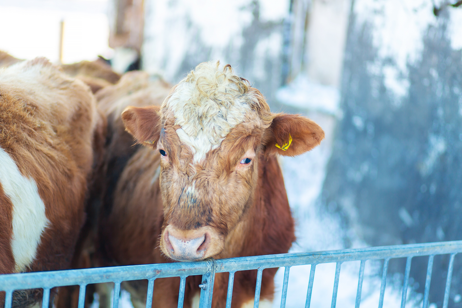 Cows in Iceland