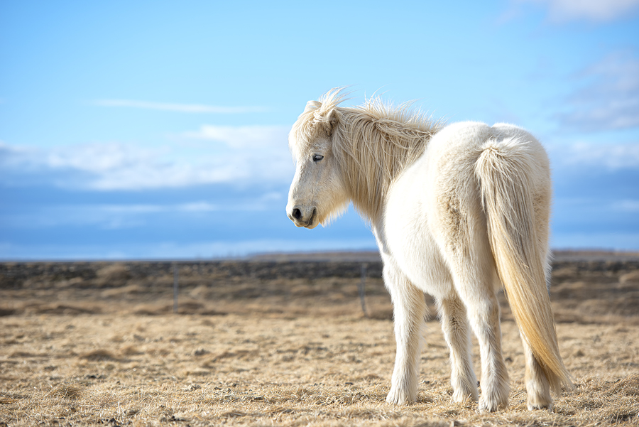 White Icelandic Horse