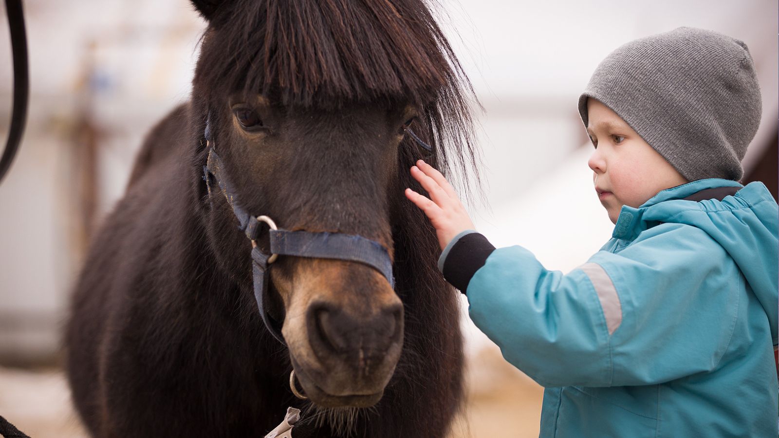 A small child petting an Icelandic horse.