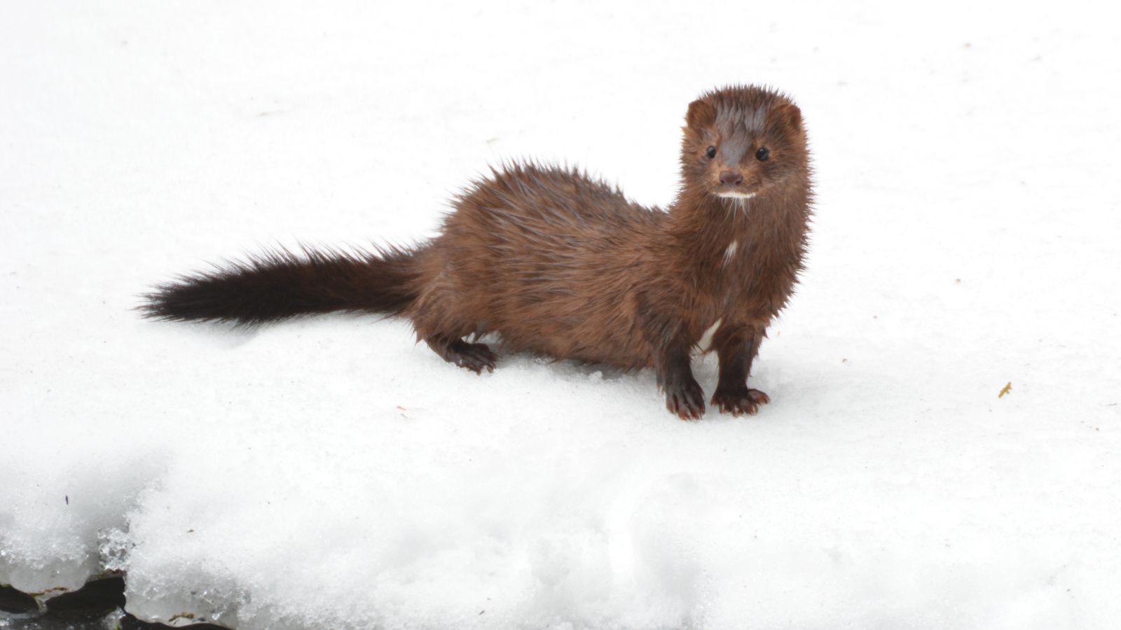  Brown mink standing in the snow. Brown mink standing in the snow.