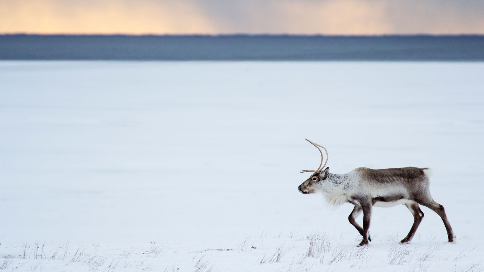 Reindeer in Iceland walking across a field of snow at dusk.