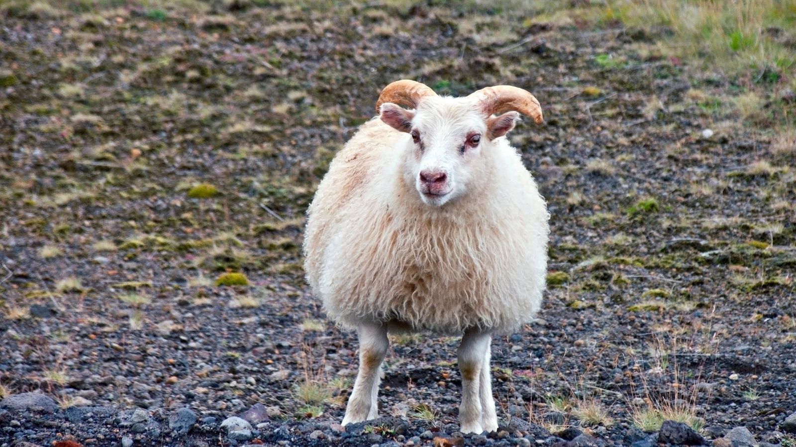 Icelandic sheep.