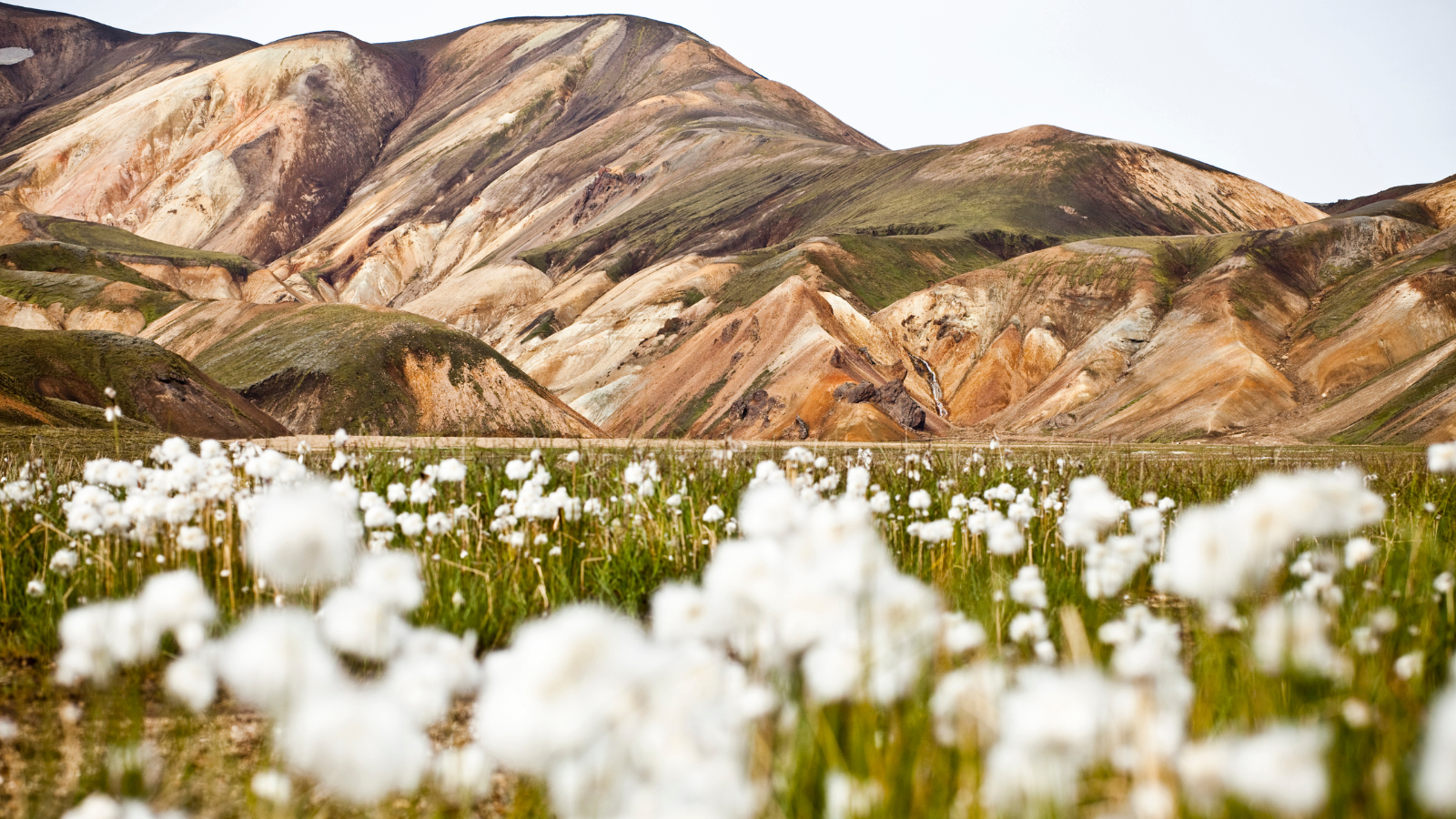 Colorful Landmannalaugar Mountains with white flowers in the foreground.