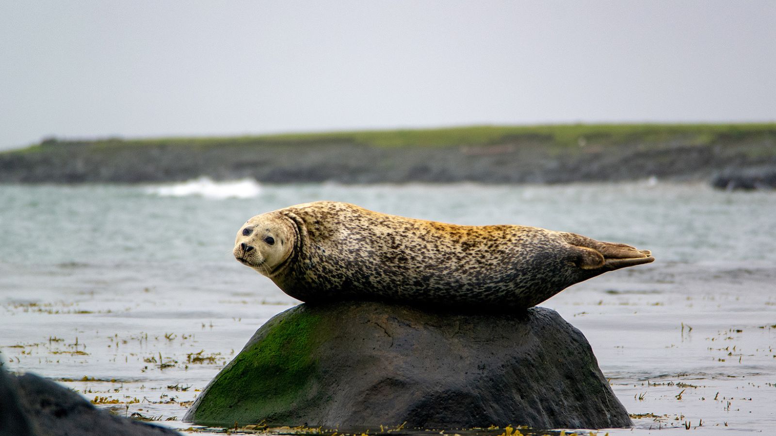 Seal on a rock in western Iceland.