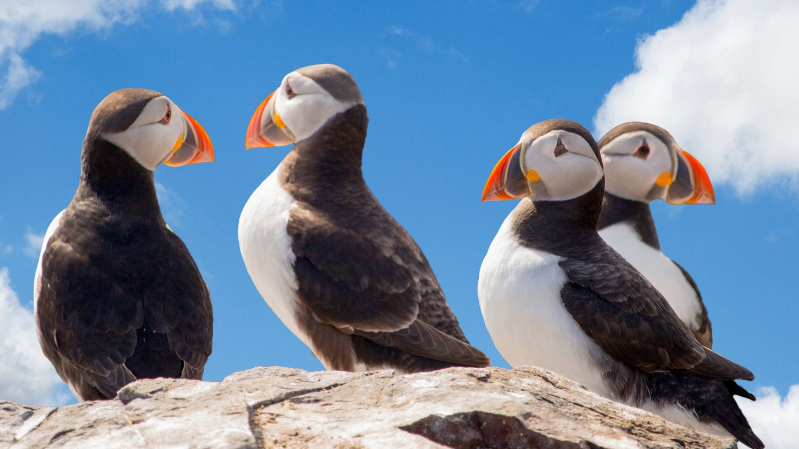 Group of puffins on a rock in Iceland on a clear day.