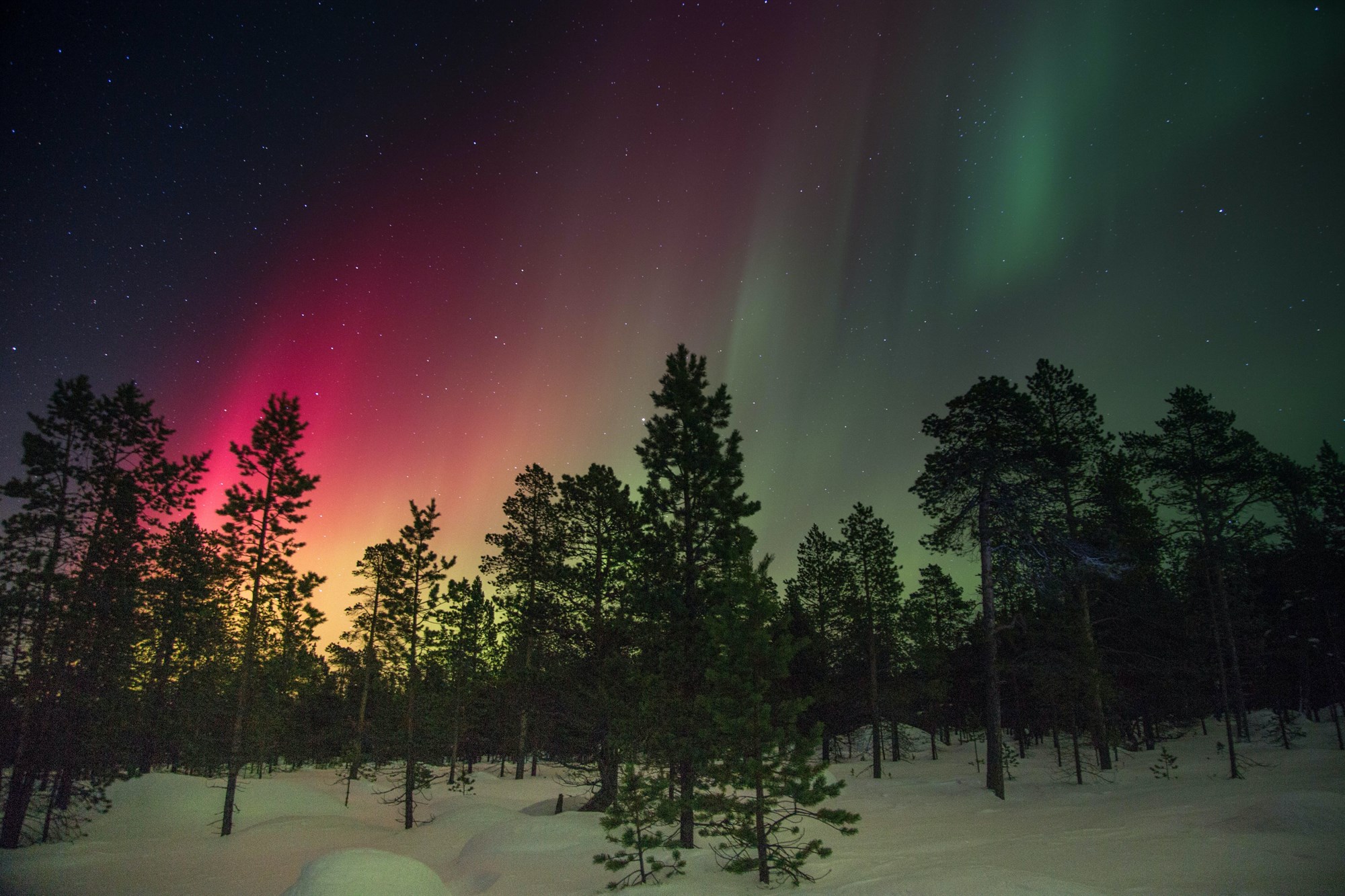 Northern lights over forest in Iceland