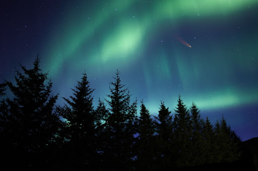 Northern Lights in Iceland beyond silhouettes of tall trees