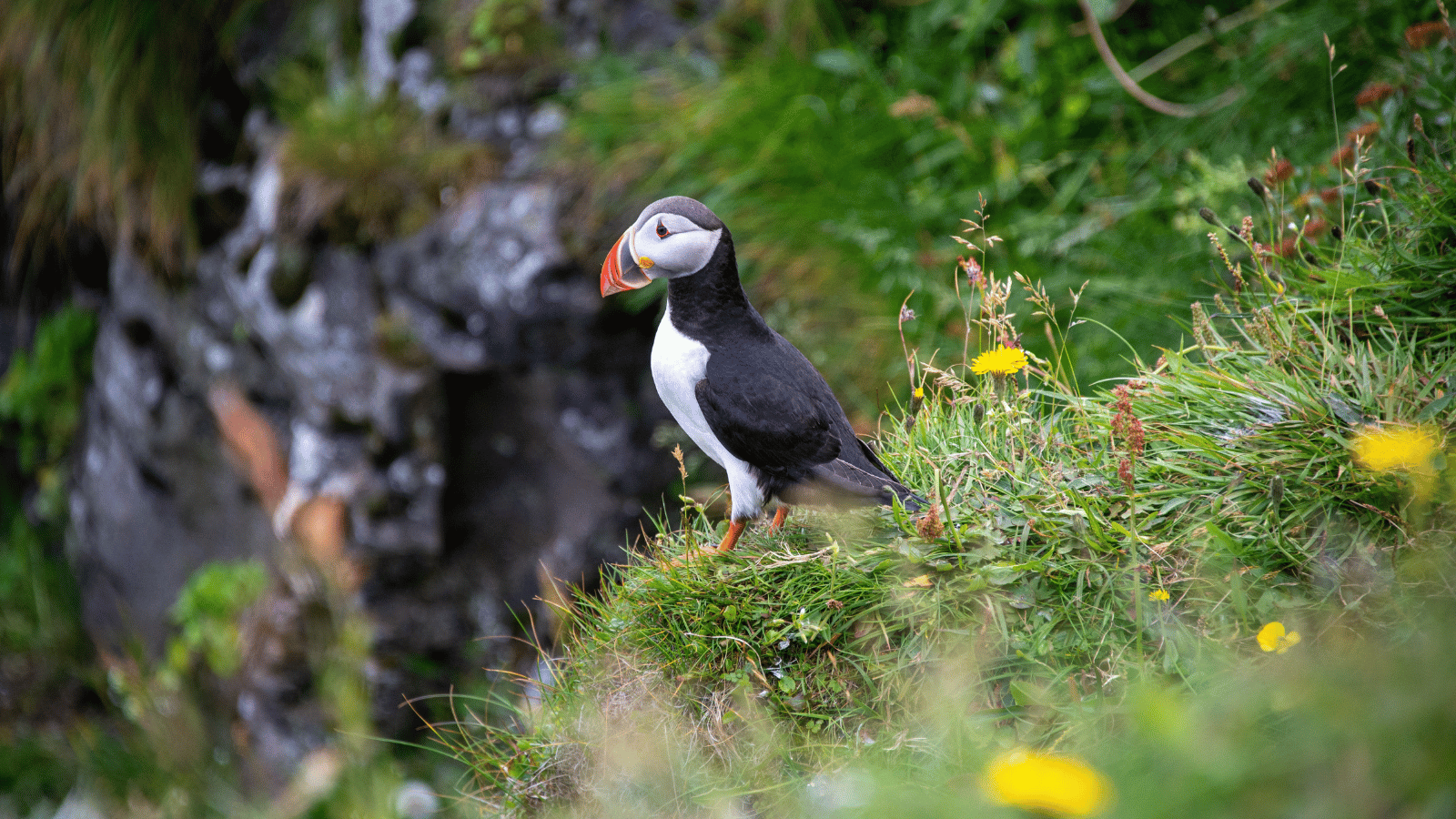Puffin standing on a grassy cliffside in Iceland.