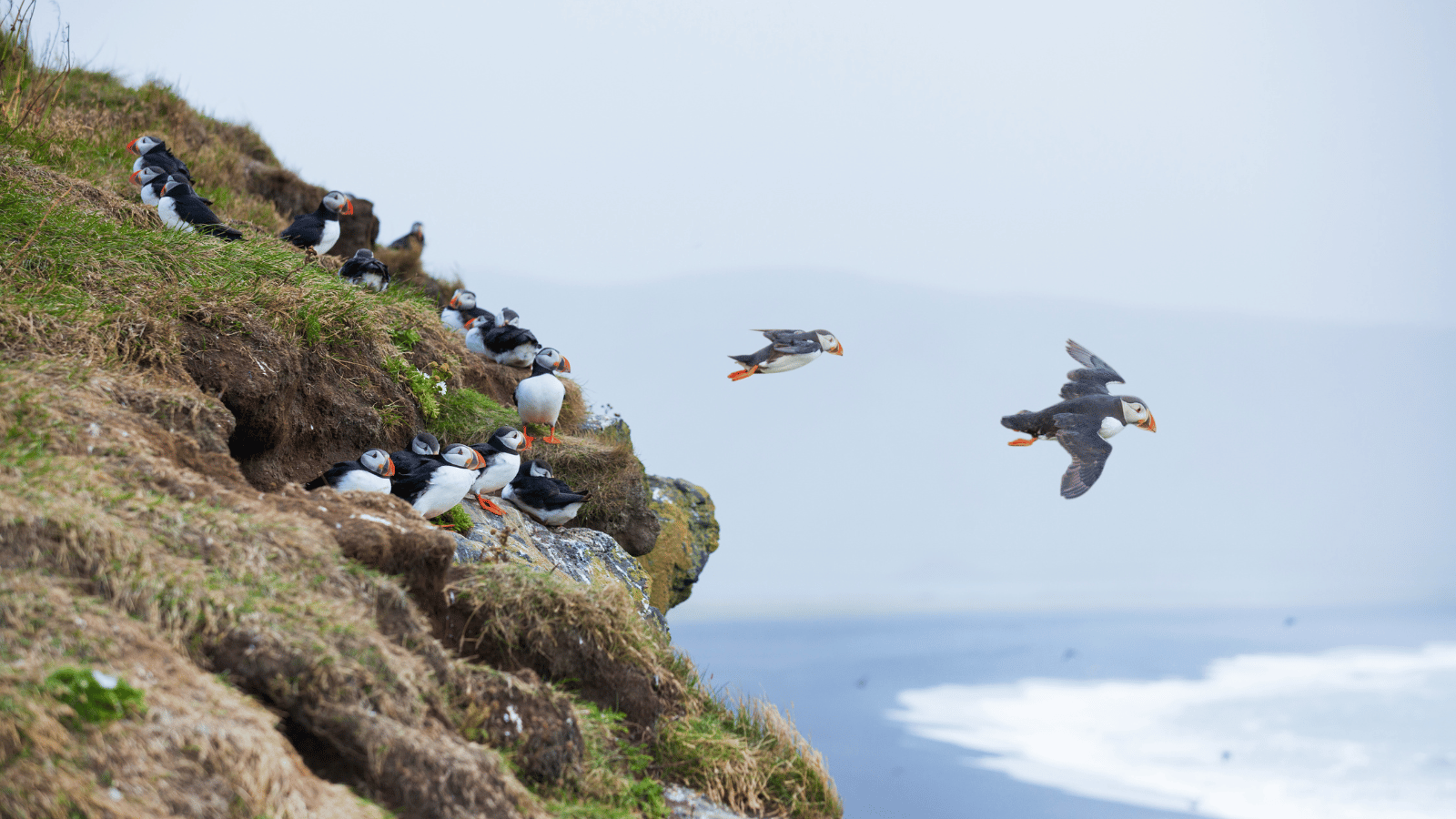 Group of puffins on a cliffside in Iceland with 2 taking flight.  Best locations for puffin-spotting