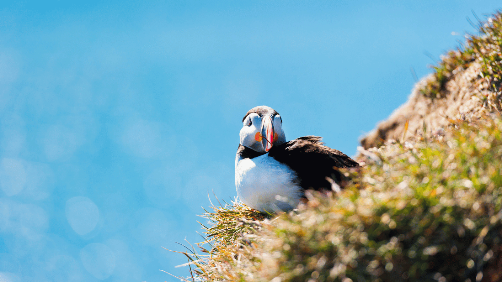 Atlantic Puffin perched on grass in Iceland.