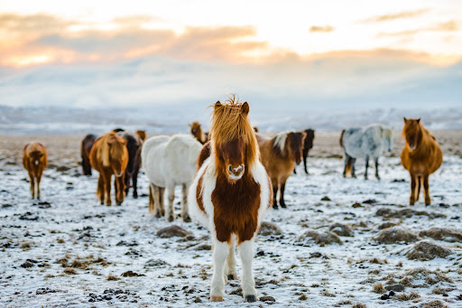 Icelandic Horses on a farm with snow on the ground
