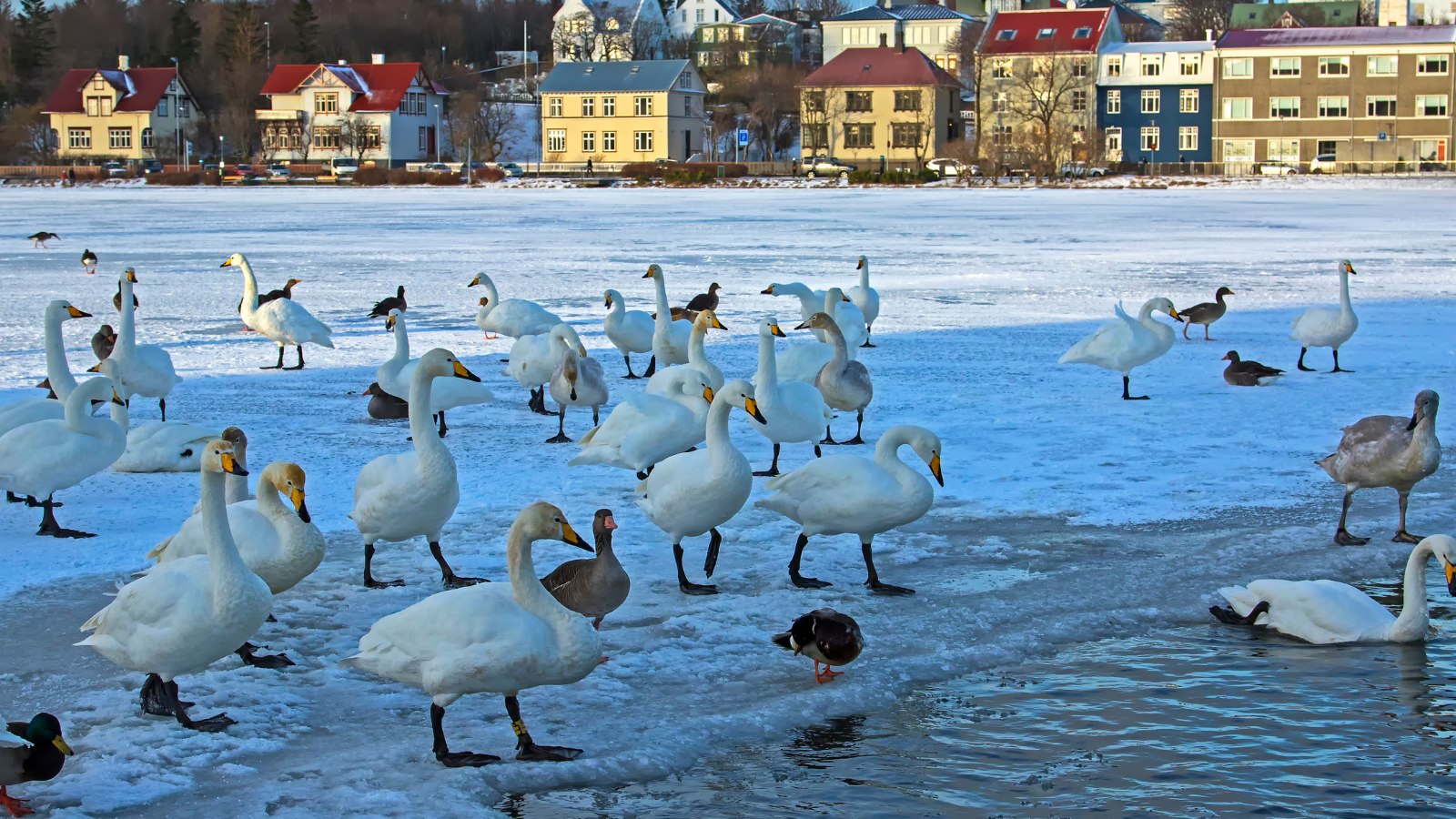 Swans and geese on the frozen surface of Lake Tjörnin in Reykjavik.