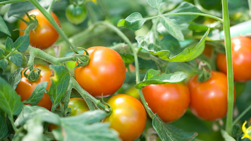 Red tomatoes growing on a vine