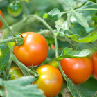 Red tomatoes growing on a vine 