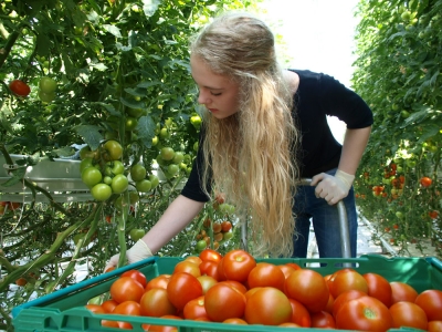Tomatoes being picked by hand at Friðheimar (photo from fridheimar.is)