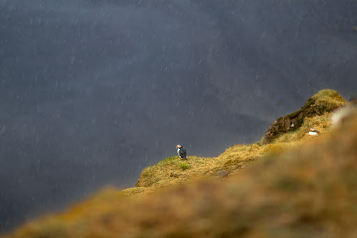 Puffin in the rain on cliff in Iceland