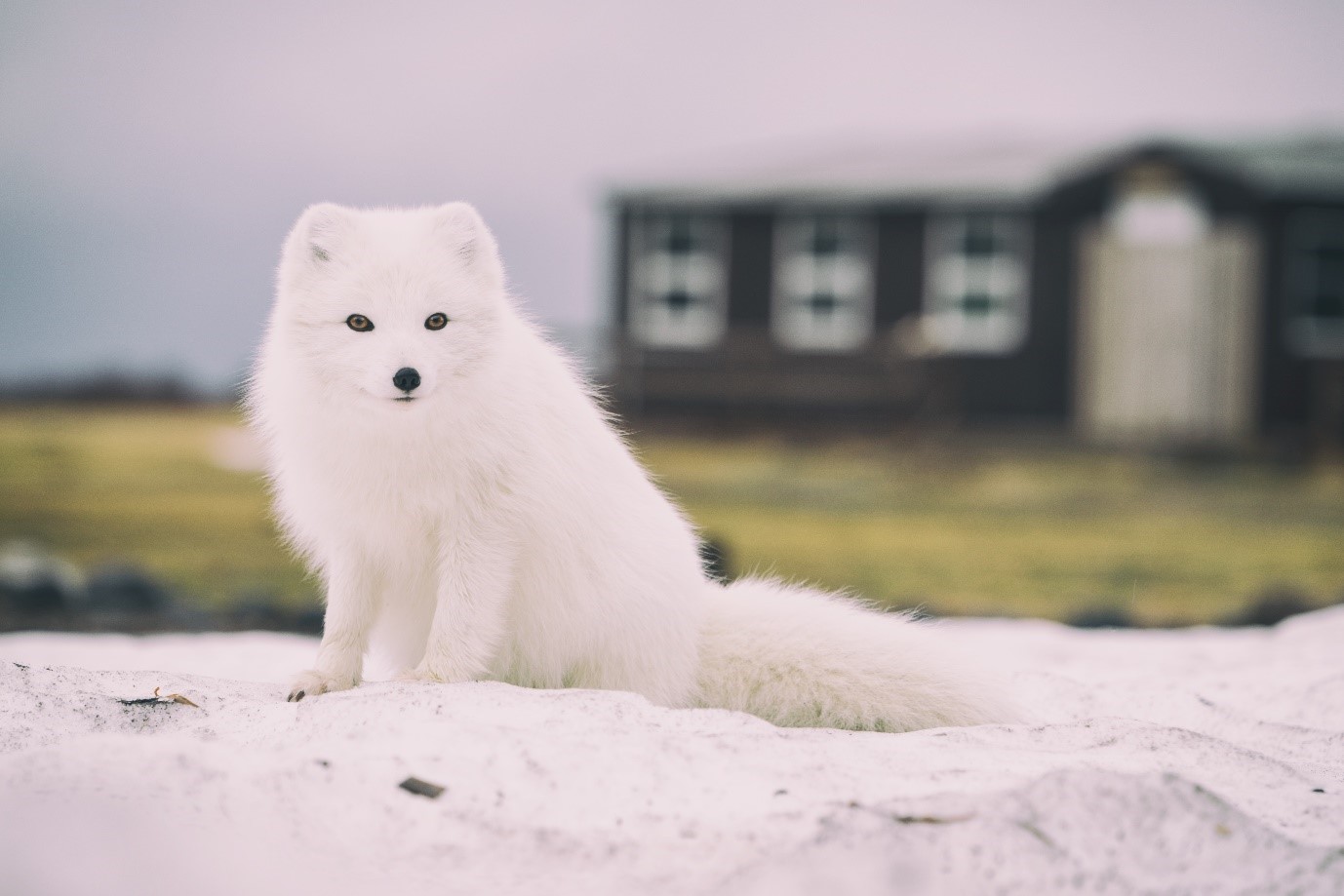 Dangerous Animals in Iceland | Reykjavik Rent a Car Dangerous Animals in Iceland | Reykjavik Rent a Car
