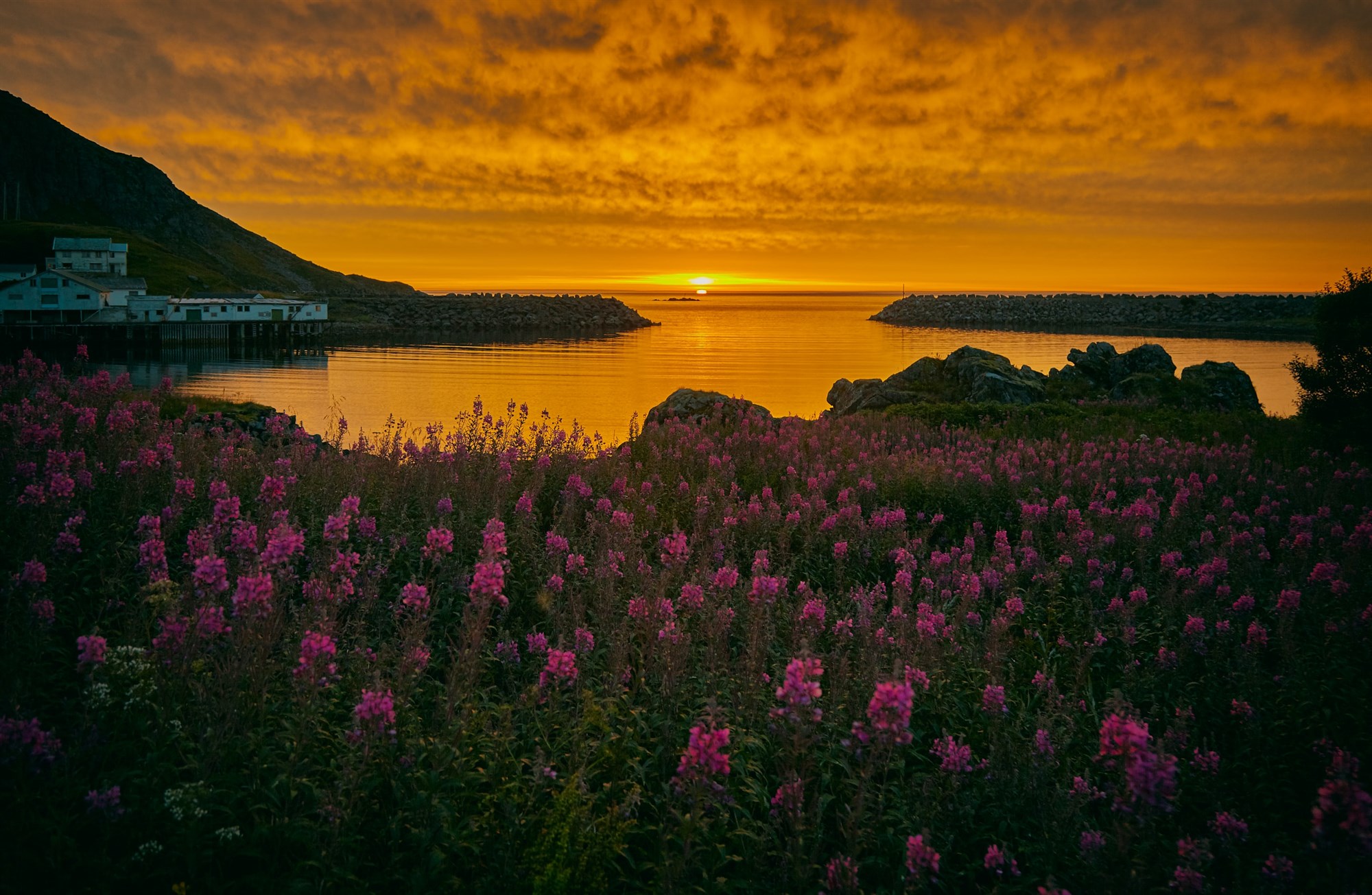 Midnight Sun in Iceland with pink flowers in the foreground